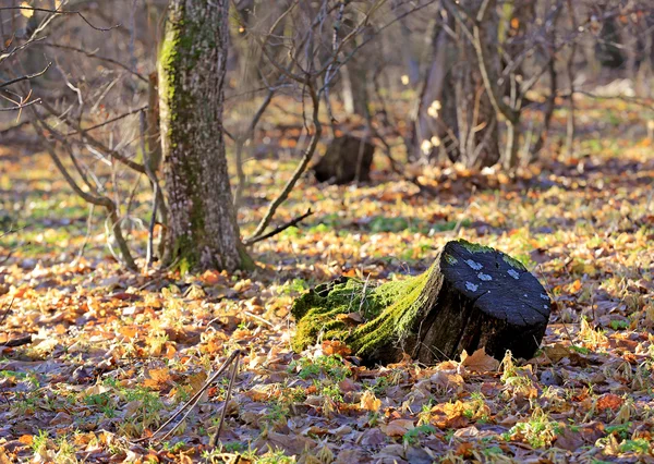 Старый пень в лесу — стоковое фото