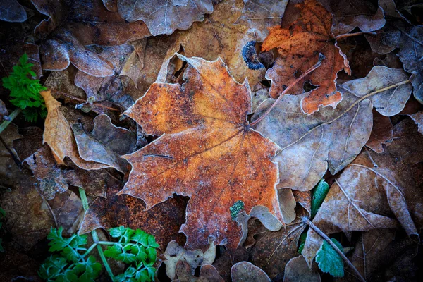 Foglia d'acero congelata — Foto Stock