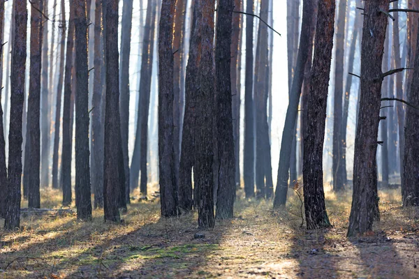 Morgondimman i skogen — Stockfoto