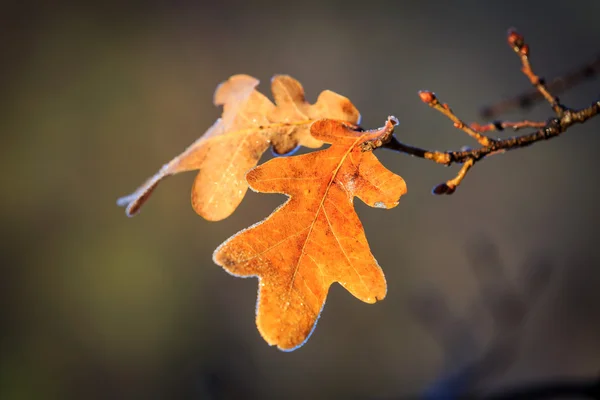 Осенний дубовый бранч — стоковое фото