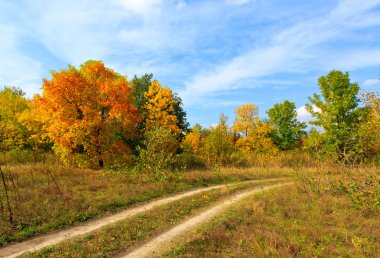 Sonbahar ormanında yol