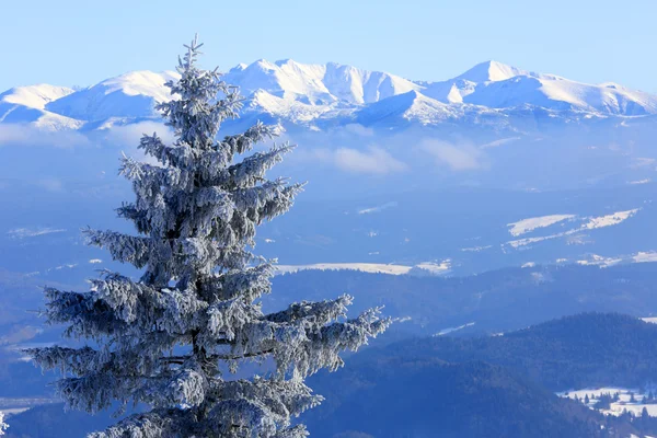 Pino congelato su sfondo di montagna — Foto Stock