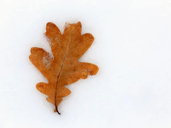 Alone oak's leaf on snow — Stock Photo, Image
