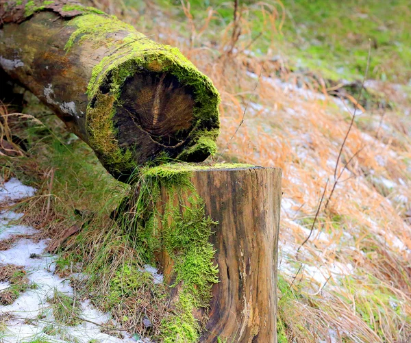 Saw down tree — Stock Photo, Image