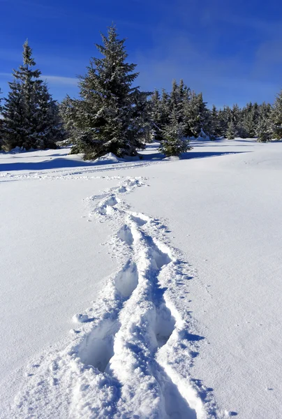 Ścieżka śnieg w lesie — Zdjęcie stockowe