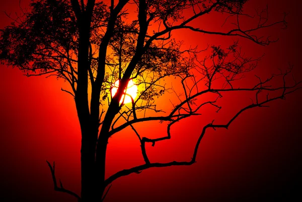 Puesta de sol y árbol —  Fotos de Stock