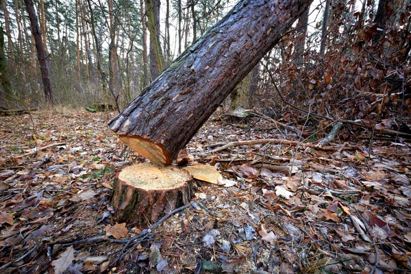 Tagliare albero — Foto Stock