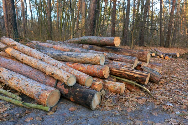 Holzstämme im Wald — Stockfoto