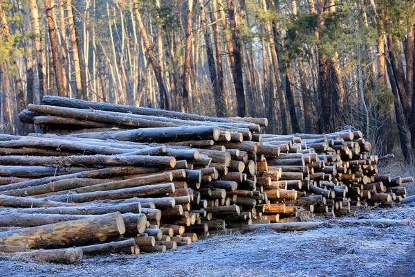 Houten stammen in het bos — Stockfoto