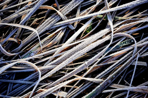 냉동된 잔디 — 스톡 사진