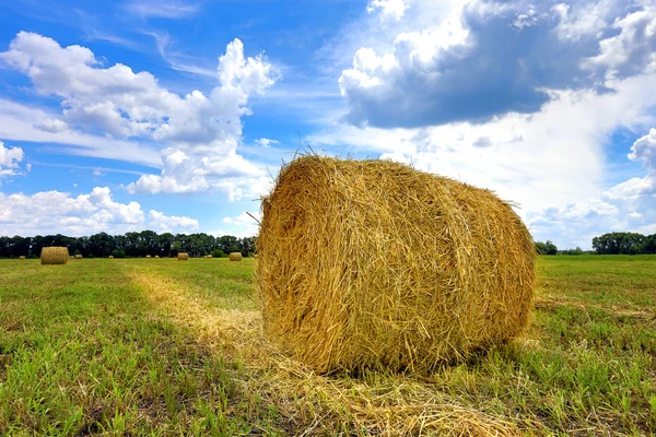 Field with hay rolls at summer time — Stock Photo, Image