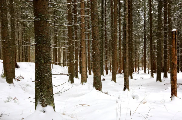 Bosque de invierno — Foto de Stock