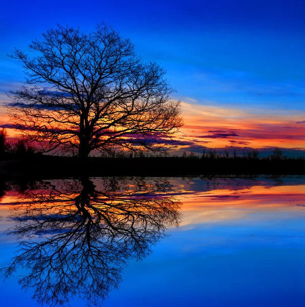 Árbol cerca del agua en el fondo del atardecer — Foto de Stock