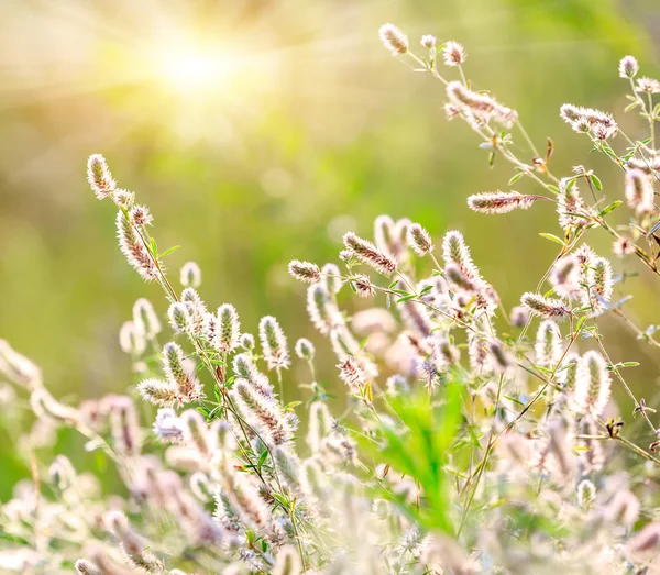 Lato kwiatów łąka — Zdjęcie stockowe