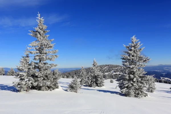 Kış dağlarda çam — Stok fotoğraf
