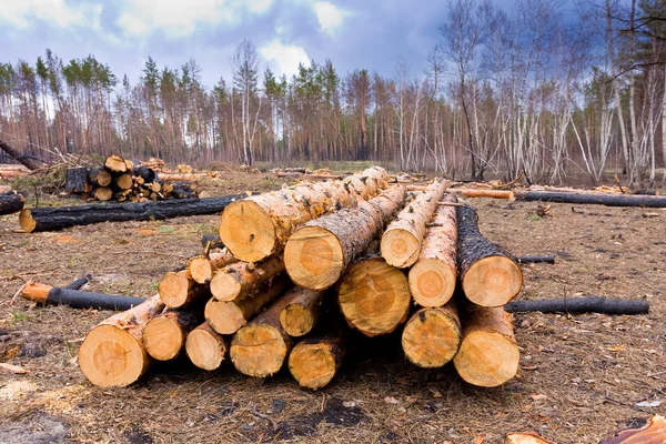 Pine logs in forest — Stock Photo, Image