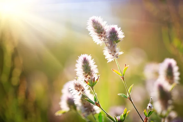 Virág meadow — Stock Fotó