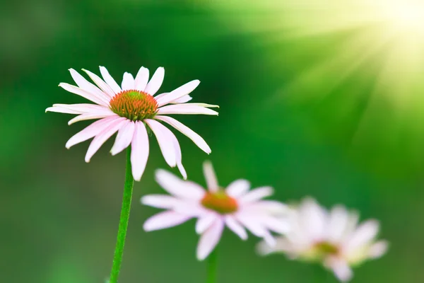 庭の花 — ストック写真