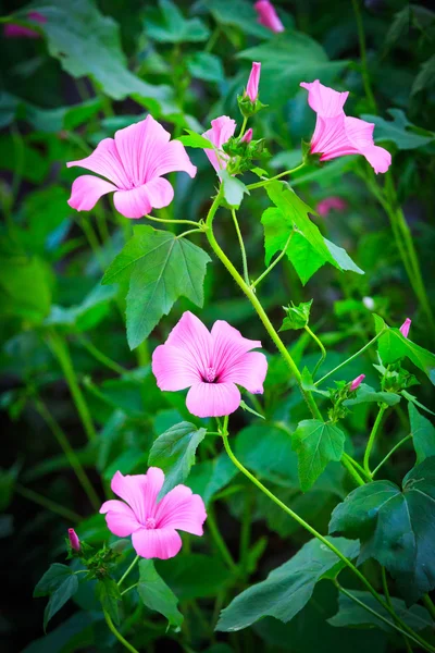 Nice flower's bush — Stock Photo, Image