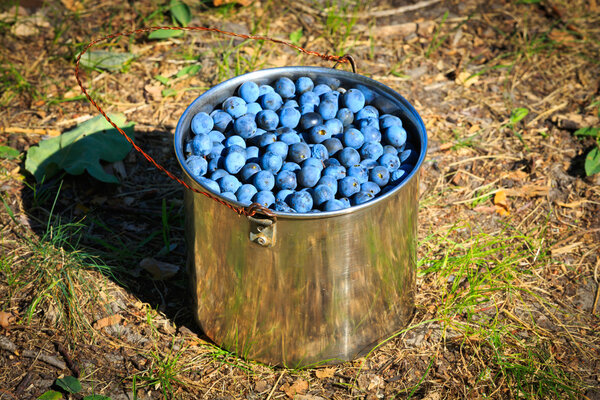 Sloe in steel pan