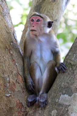maymun ağacı üzerinde
