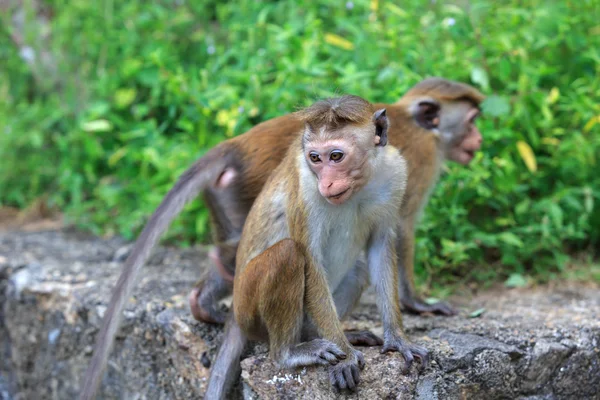 Monos en el parque — Foto de Stock