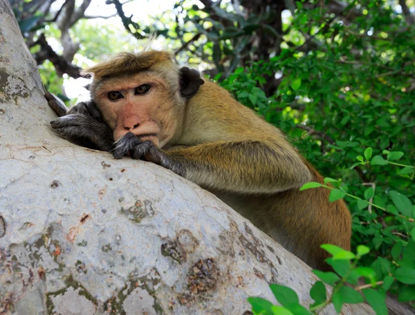 Seriuos asiento de mono en el árbol — Foto de Stock