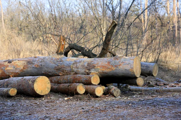 Logs on meadow — Stock Photo, Image