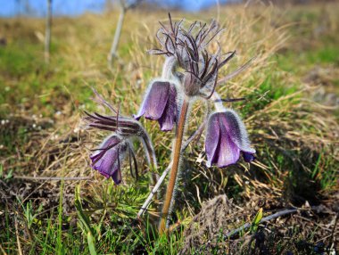 pasque çiçek çayır üzerinde