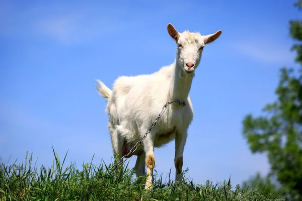 Funny rural goat — Stock Photo, Image