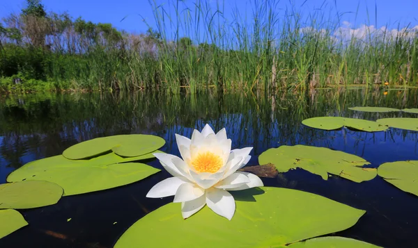 Water lily op meer — Stockfoto