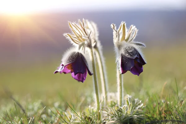 Due fiori pasquali — Foto Stock