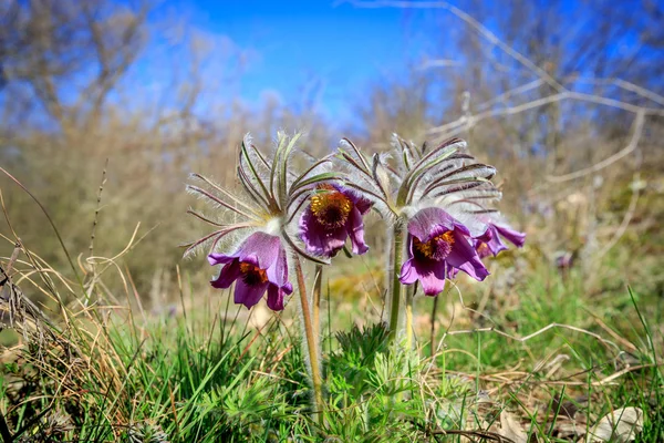 Pasque flowers on meadow — Stock Photo, Image