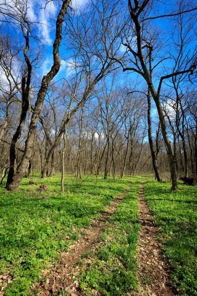 Lente in bos — Stockfoto