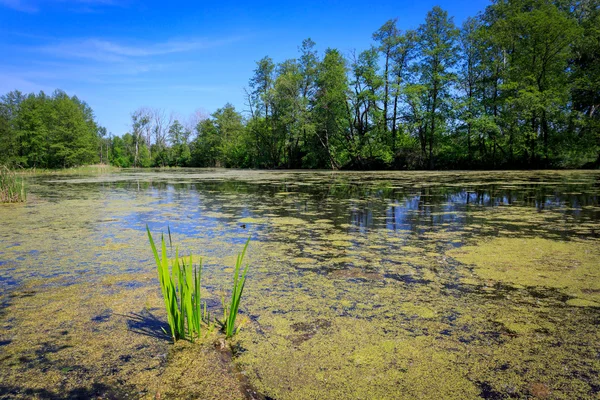湿原の緑杖スプラウト — ストック写真