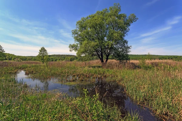 Tree on bog — Stock Photo, Image