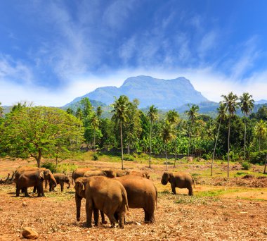 Park Pinawella Srilanka üzerinde filler
