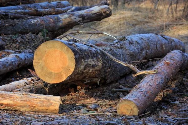 Pine logboeken op weide — Stockfoto