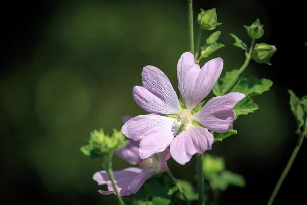 Симпатичный цветок — стоковое фото