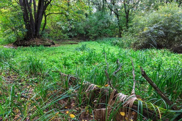 Tourbière verte dans la forêt — Photo