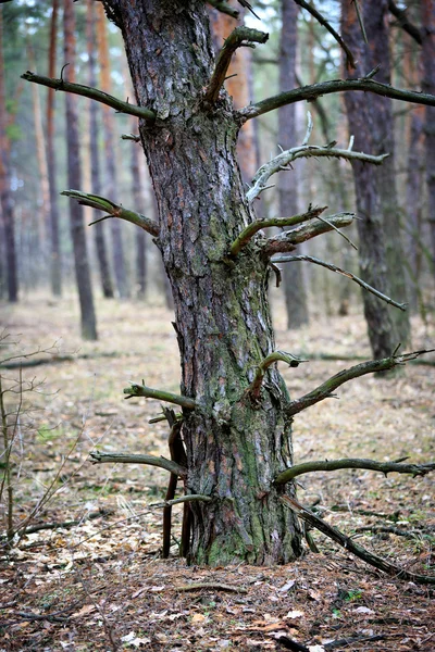 Сосна в лесу — стоковое фото