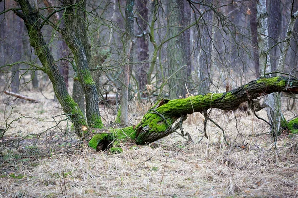 Старый дуб в лесу — стоковое фото