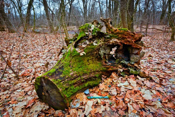 Vecchio ceppo di legno — Foto Stock