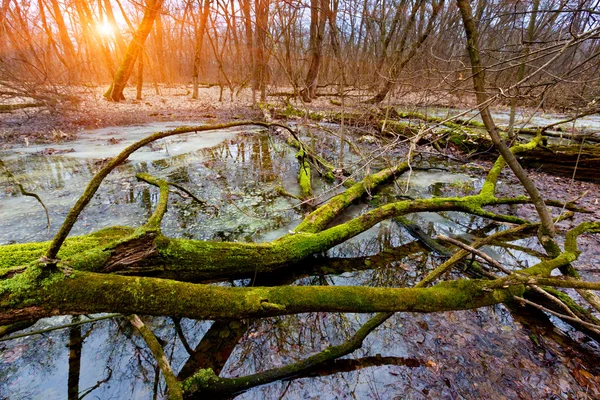 Old tree on bog — Stock Photo, Image