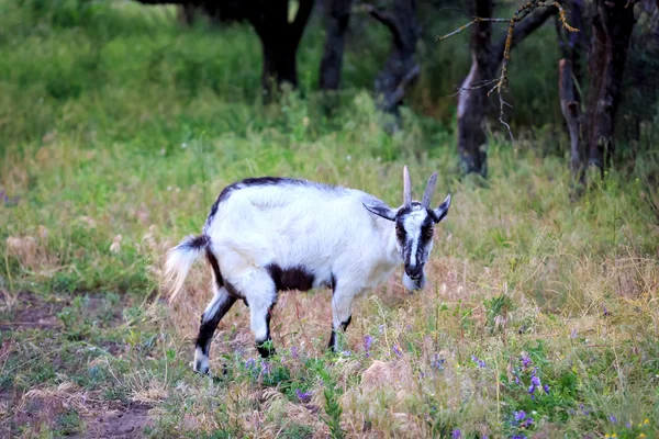 Chèvre au pâturage — Photo