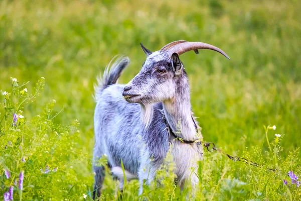Goat on pasture — Stock Photo, Image