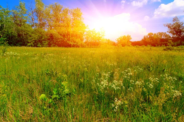 Summer meadow — Stock Photo, Image