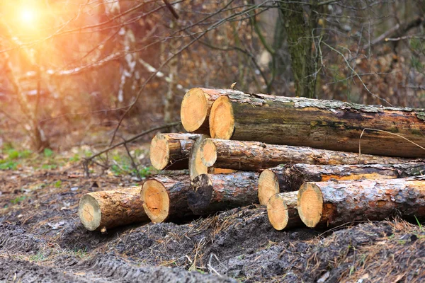 Wood logs in forest — Stock Photo, Image