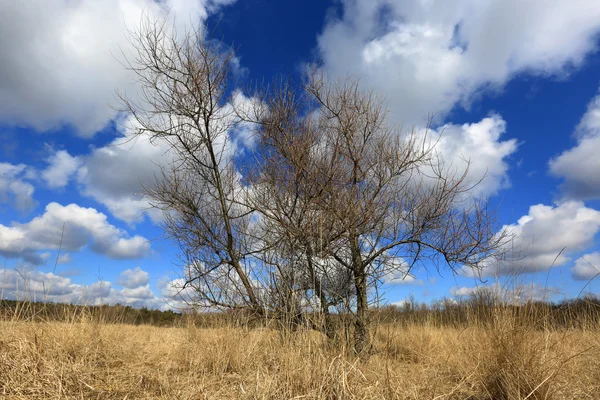 Albero senza foglie — Foto Stock