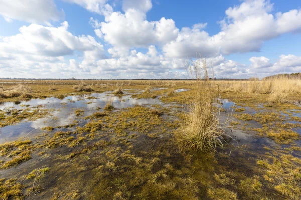 Прекрасная весенняя сцена на болоте — стоковое фото